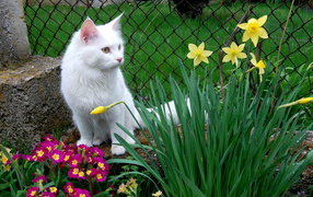 Turkish Angora cat among the flowers