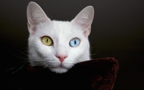 Turkish Angora cat muzzle