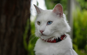 Turkish Angora cat with a collar