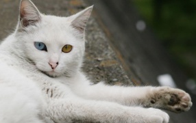 Турецкая ангора отдыхает