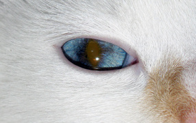 Turkish Van cat eyes