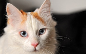 Котенок турецкий ван