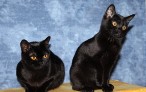 Две бомбейских кошки