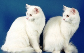 Two Turkish Angora cat