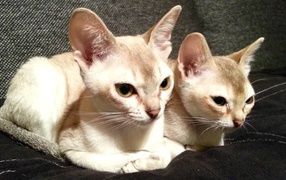 Две сингапурских кошки