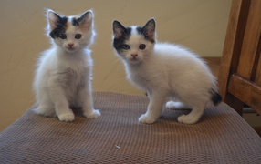 Two kittens Japanese Bobtail