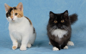 Two kittens munchkin