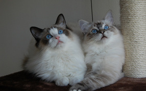 Два кота рэгдолл