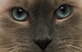 Взгляд тонкинской кошки