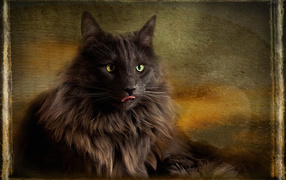 Обои с норвежской лесной кошкой