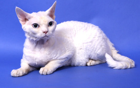 Белый девон-рекс