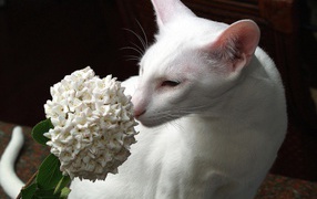 Белая ориентальная короткошерстная кошка