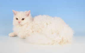 Белый селкирк рекс