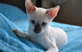 Белый котенок корниш рекс