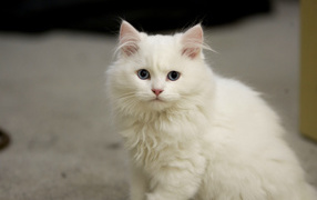 White kitten Cymric cat