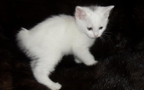 Белый котенок курильского бобтейла