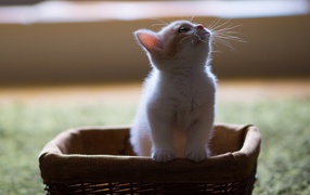 White kitten in a basket