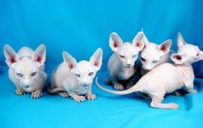 Белые котята минскин