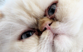 Wicked Himalayan cat