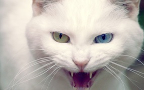 Дикий белый кот