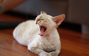 Yawning Devon Rex