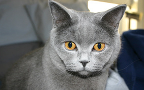 Yellow-eyed Russian Blue Cat