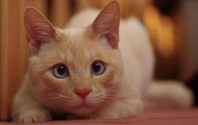 Желтая гаванская кошка