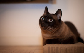 Йоркская шоколадная кошка