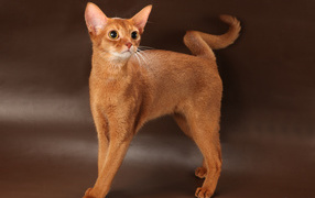 Молодая абиссинская кошка