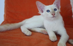 Молодой балийский кот