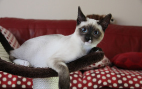 Молодой кот сноу-шу