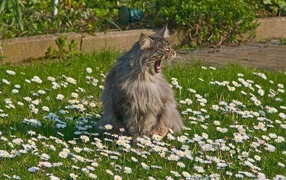 Кот зовет свою подругу