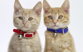 Мальчик и девочка котята