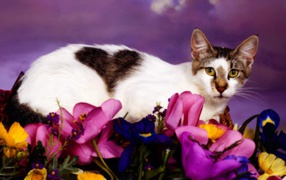 Кошка с сердечком