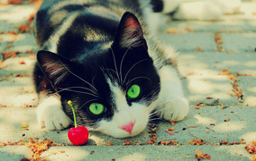 	  Cat with cherry