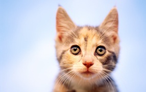 Пристальный Взгляд кошки