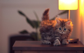 	  Kitten lamp