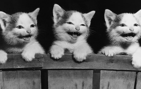 	  Kittens smile