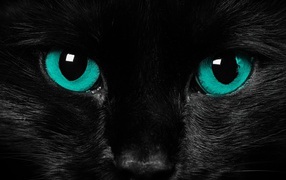 	  Look black cat