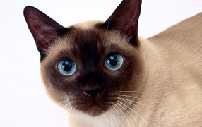 Сиамская кошка