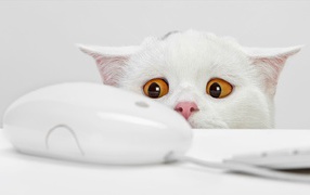 	  White kitten and the computer mouse