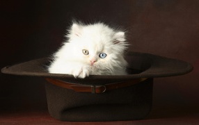 	  White kitten in the hat