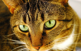Внимательный взгляд рыжего кота