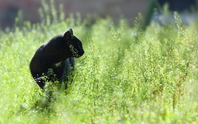 	   Black cat in the green grass