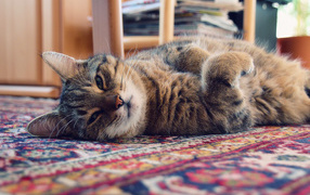 Кошка лежит на ковре