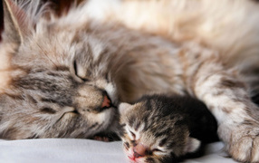 	   Cat with a kitten asleep