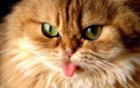 Пушистый кот показал язык