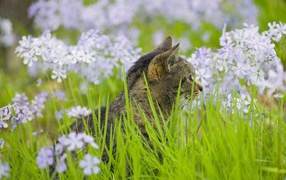 Серый кот в цветах