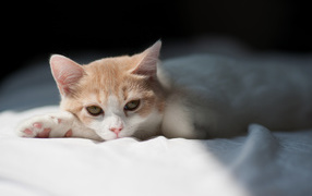 Котенок на белой кровати