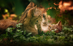 Котенок играет с кошкой